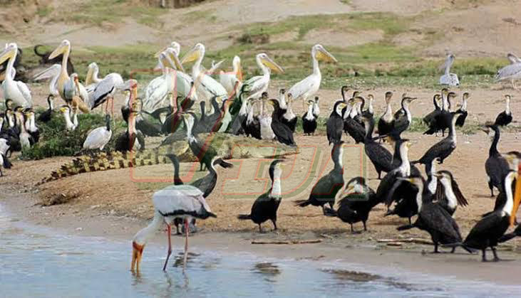 Colorful Birds