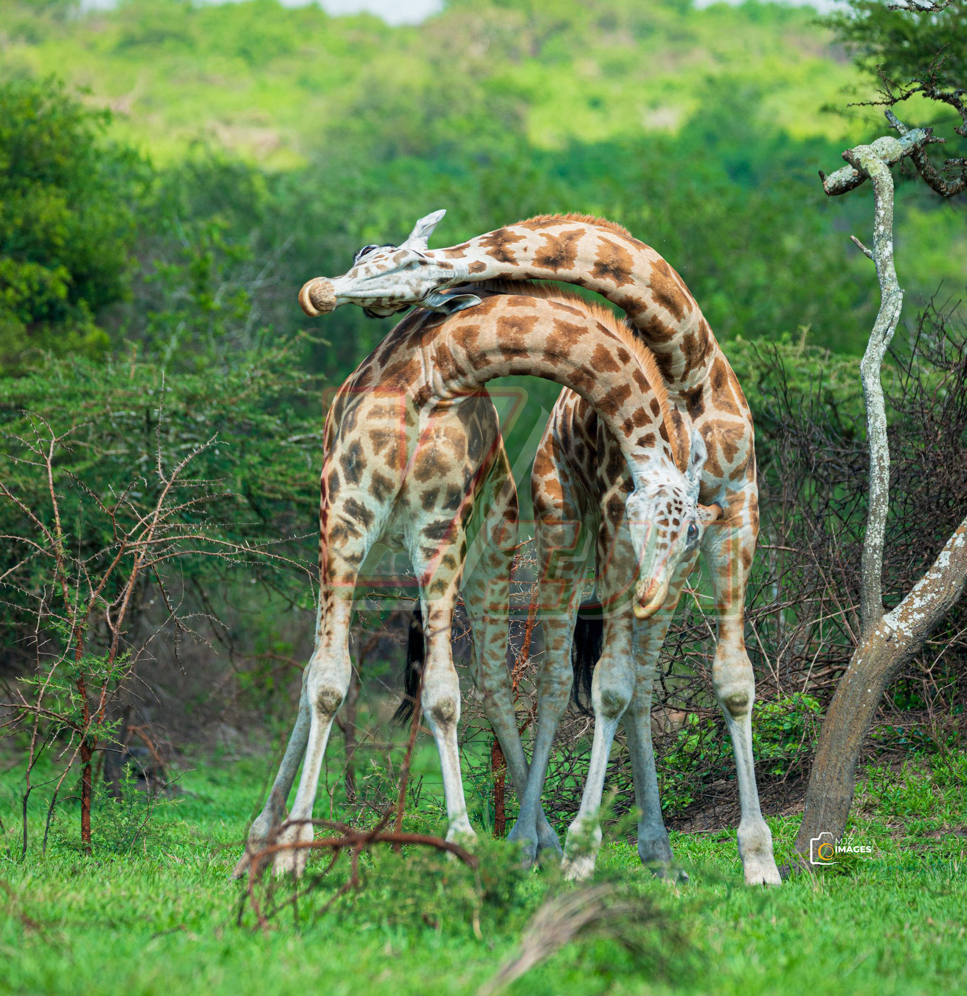 Kidepo National Park
