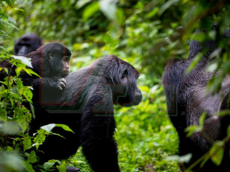Gorilla Trekking
