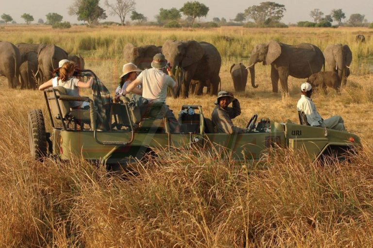 Guided Safaris
