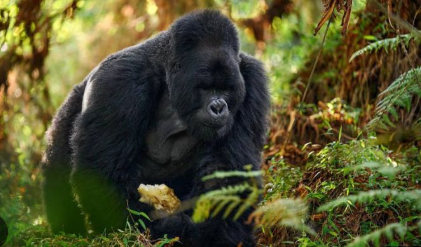 Gorilla Trekking